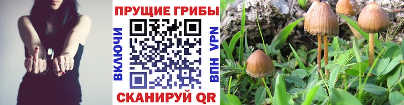 Псилоцибиновые грибы Psilocybe  KRAKEN ссылки  Медынь 